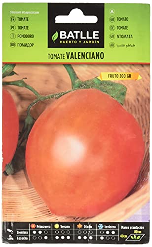 Semillas Batlle Tomatensamen Valencien, grün von Semillas Batlle