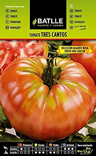 Semillas Batlle – Tomatensamen Tomate Tres Cantos, groß, rosa Semillas Batlle – Tomatensamen Tomate Tres Cantos, groß, rosa von Semillas Batlle