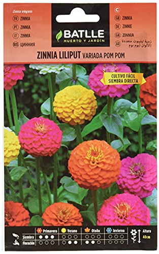 Zinnia LILIPUT (Pom Pom) von Semillas Batlle