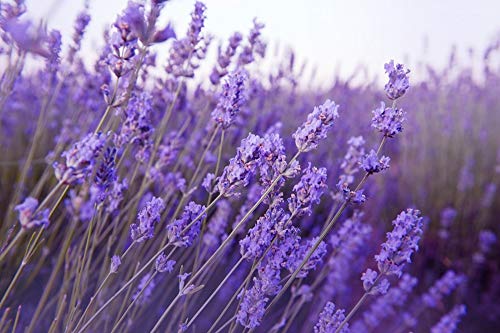 100 Lavendelsamen - Blumen Pflanzengarten Garten - reproduzierbare Bauernsamen - Aussaat 100 Lavendelsamen - Blumen Pflanzengarten Garten - reproduzierbare Bauernsamen - Aussaat von Semisauvage Permaculture
