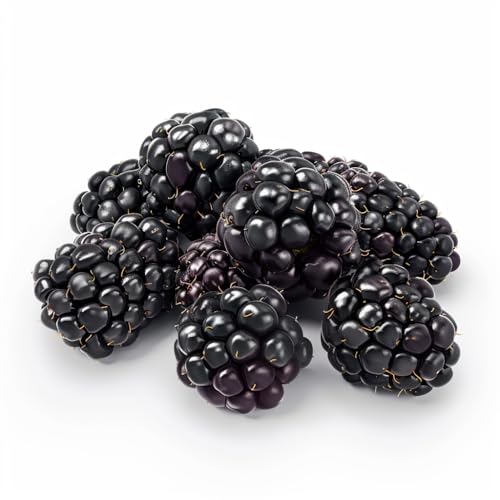 100 Samen Brombeere Wildbeere SemiSauvage Permaculture 100 Samen Brombeere Wildbeere SemiSauvage Permaculture von Semisauvage Permaculture