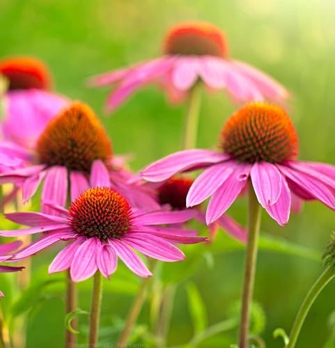 100 Samen von Echinacea purpurea – unbehandelt 100 Samen von Echinacea purpurea – unbehandelt von Semisauvage Permaculture