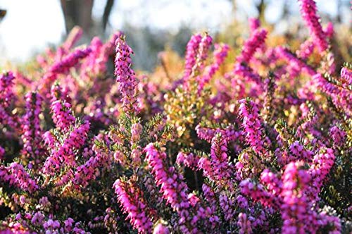 100 Samen von Heidekraut – massive Blumen melliferpflanze Garten – reproduzierbare Bauernamen – halbwild von Semisauvage Permaculture