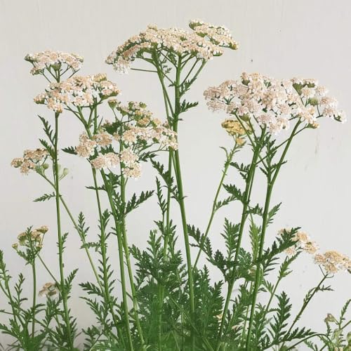 1000 Samen Schafgarbe SemiSauvage Permaculture 1000 Samen Schafgarbe SemiSauvage Permaculture von Semisauvage Permaculture