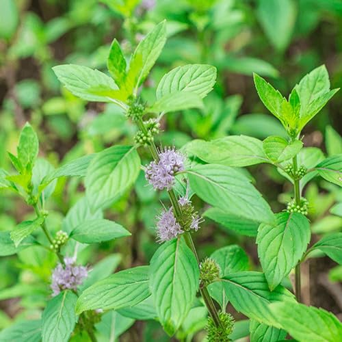 1000 Samen von Minze Pouliot (Mentha pulegium), reproduzierbar, unbehandelt von Semisauvage Permaculture