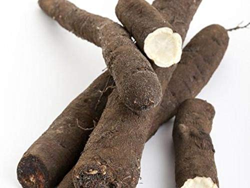 12 riesige salsify Samen - altes Gemüse aus reproduzierbaren Bauernsamen - Säen von Semisauvage Permaculture