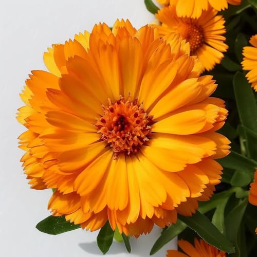 150 Ringelblumensamen. SemiSauvage Permaculture 150 Ringelblumensamen. SemiSauvage Permaculture von Semisauvage Permaculture