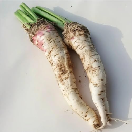 150 Samen Meerrettich Champê. SemiSauvage Permaculture von Semisauvage Permaculture