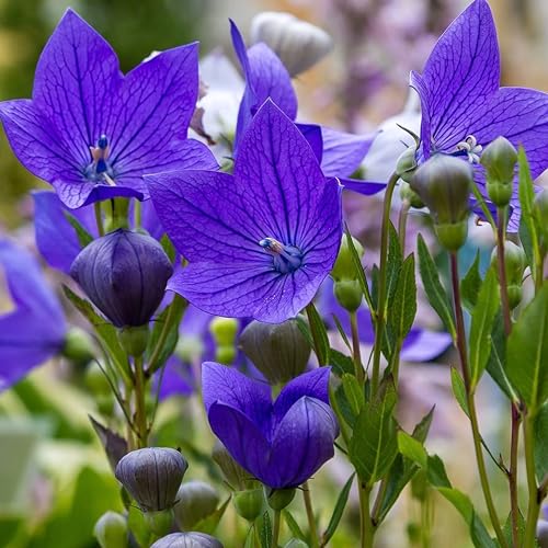 150 Samen von Glockenblume, groß blühend (Platycodon grandiflorus azul), chinesische Glocke von Semisauvage Permaculture