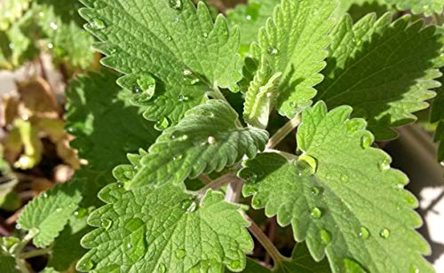 200 Grassamen von Kataären - Nepeta Cataria - reproduzierbare Bauernsamen - Aussaat 200 Grassamen von Kataären - Nepeta Cataria - reproduzierbare Bauernsamen - Aussaat von Semisauvage Permaculture