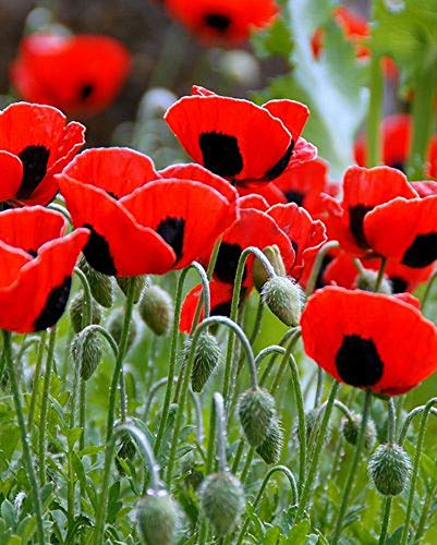 200 Samen Mohn Ladybird – Blumen Gärten Pflanzen – reproduzierbare bäuerliche Saatgut – halbwild von Semisauvage Permaculture