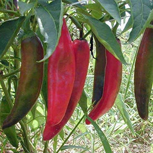 25 Anaheim Chili Chili Peppers - Gemüse Gemüsegarten - reproduzierbare Bauernsamen - Aussaat 25 Anaheim Chili Chili Peppers - Gemüse Gemüsegarten - reproduzierbare Bauernsamen - Aussaat von Semisauvage Permaculture