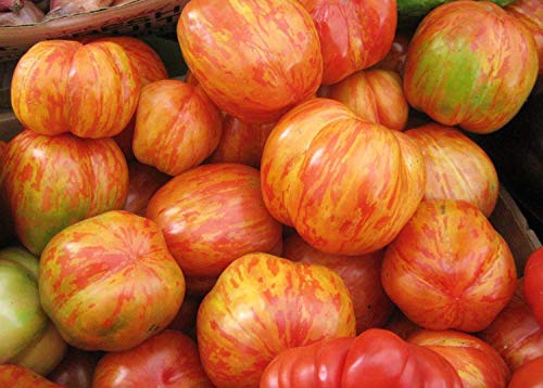 30 Tigerella -Tomatensamen - Gemüse aus Gemüsefleck - reproduzierbare Bauernsamen - Aussaat von Semisauvage Permaculture
