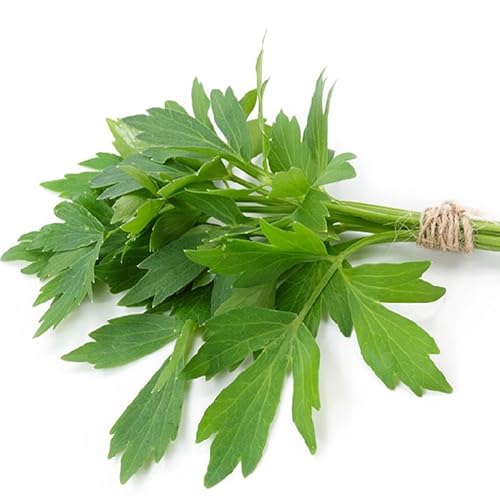 300 Samen Liebstöckel (Levisticum officinale) Ewiger Sellerie - reproduzierbar unbehandelt von Semisauvage Permaculture