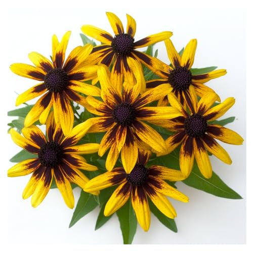 300 Samen Rudbeckia Gloriosa Daisy. SemiSauvage Permaculture 300 Samen Rudbeckia Gloriosa Daisy. SemiSauvage Permaculture von Semisauvage Permaculture