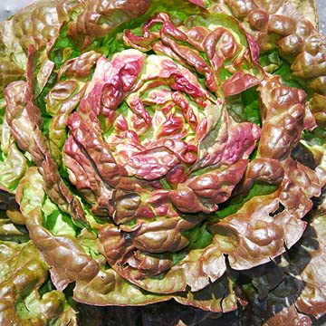 300 Samen Salat Wundersch der 4 Jahreszeiten – Altgemüse – reproduzierbares bäuerliches Saatgut – halbwild 300 Samen Salat Wundersch der 4 Jahreszeiten – Altgemüse – reproduzierbares bäuerliches Saatgut – halbwild von Semisauvage Permaculture