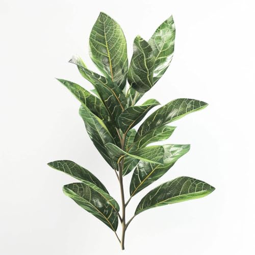 4 Samen Lorbeersauce (Laurus nobilis) SemiSauvage Permaculture von Semisauvage Permaculture