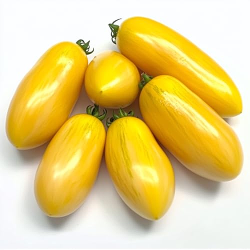 40 Samen Tomaten Banana Legs SemiSauvage Permaculture 40 Samen Tomaten Banana Legs SemiSauvage Permaculture von Semisauvage Permaculture