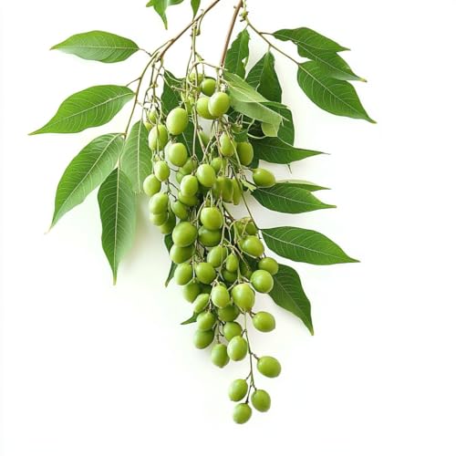 5 Samen Niem – Neem SemiSauvage Permaculture 5 Samen Niem – Neem SemiSauvage Permaculture von Semisauvage Permaculture