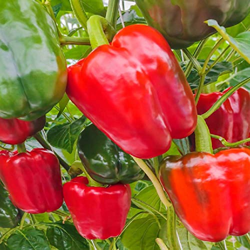 50 Kalifornien Wonder Pfeffersamen - Gemüse Gartengärten - Seeds in reproduzierbarem Bauern - Semisauvage 50 Kalifornien Wonder Pfeffersamen - Gemüse Gartengärten - Seeds in reproduzierbarem Bauern - Semisauvage von Semisauvage Permaculture