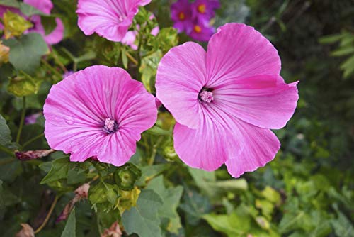 50 Samen Mauve Royale – mehrjährige Blumen melliferpflanze Garten – reproduzierbare bäuerliche Saatgut – halbwild von Semisauvage Permaculture