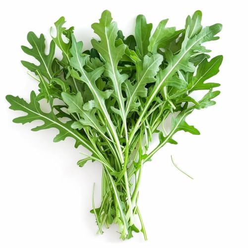 500 Samen Rucola SemiSauvage Permaculture 500 Samen Rucola SemiSauvage Permaculture von Semisauvage Permaculture