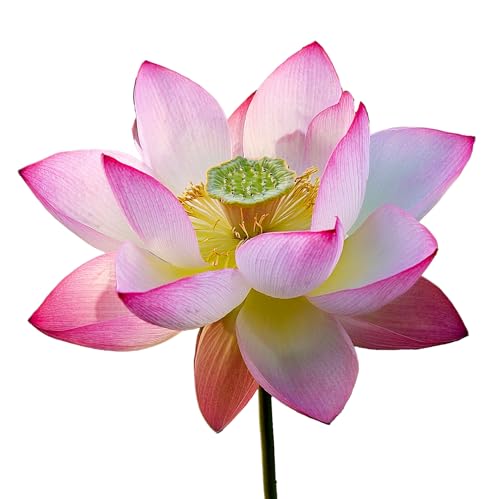 6 Samen Heiliger Lotus (Nelumbo nucifera). SemiSauvage Permaculture von Semisauvage Permaculture