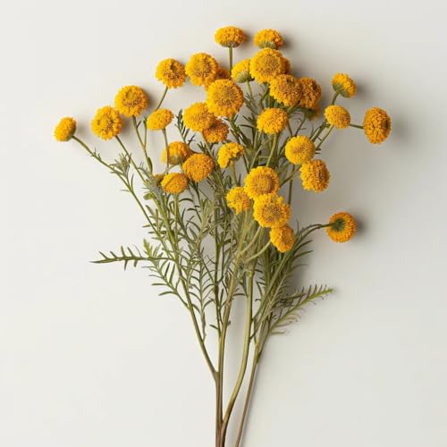 600 Samen von Rainfarn. SemiSauvage Permaculture 600 Samen von Rainfarn. SemiSauvage Permaculture von Semisauvage Permaculture