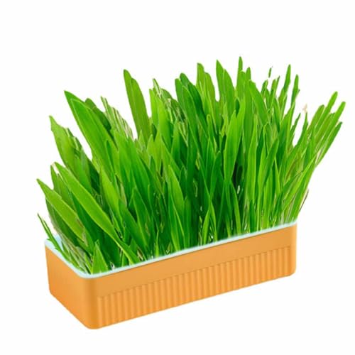 Hydroponischer Katzengras -Kit -Boden, das Katzenminze Katze Gras mit Pflanzkasten für Haushalt in Innenräumen erhöht von Senrusa