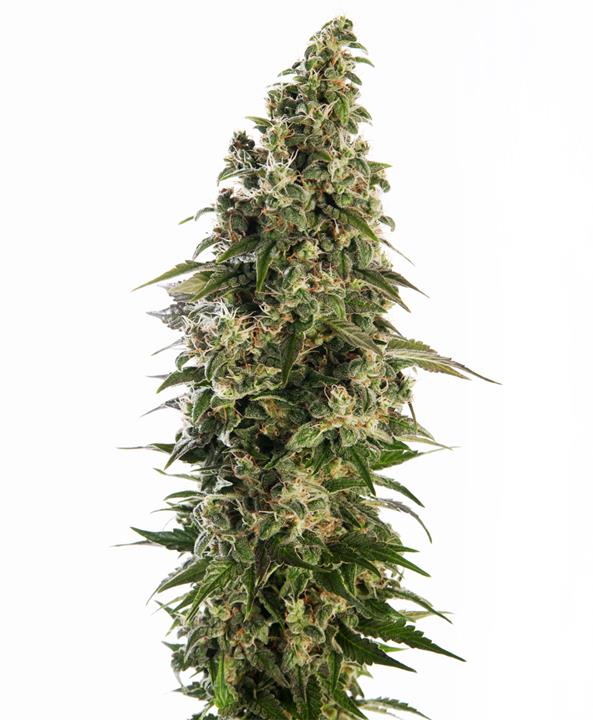 Afghani #1 von Sensi Seed Bank