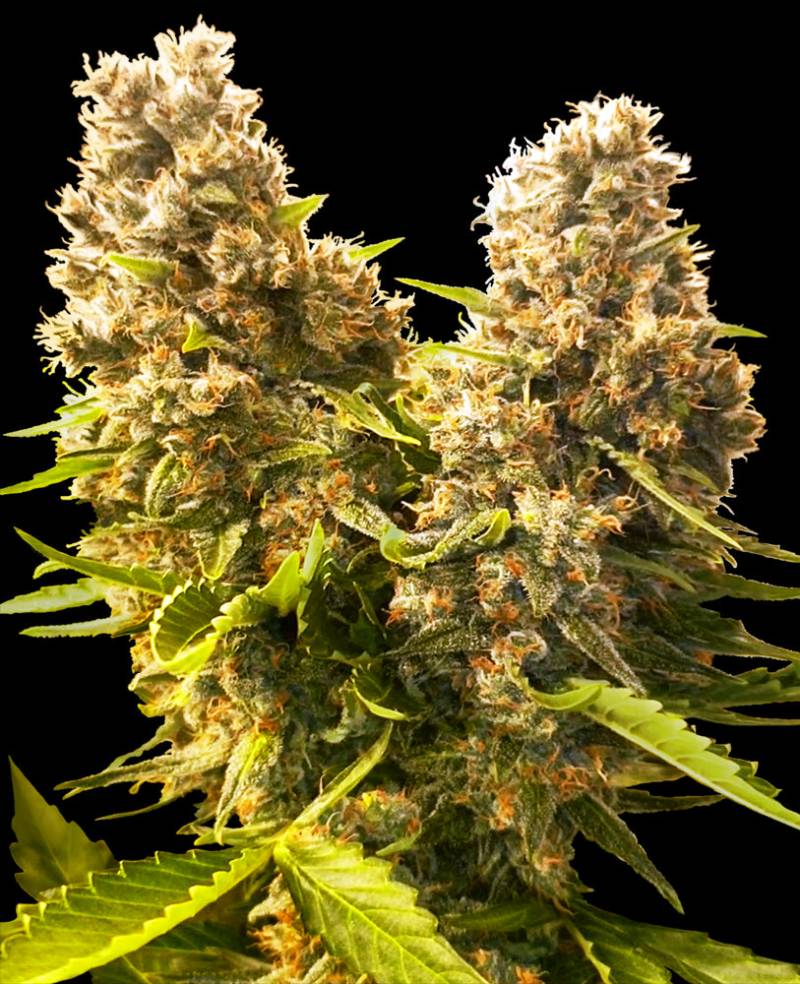 Banana Kush Cake von Sensi Seed Bank
