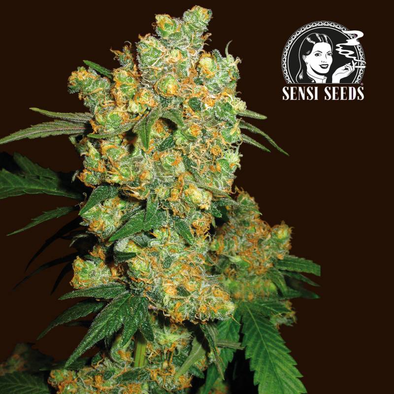 Big Bud 1,5 L (1 Stk) (Sensi Seeds) von Sensi Seed Bank