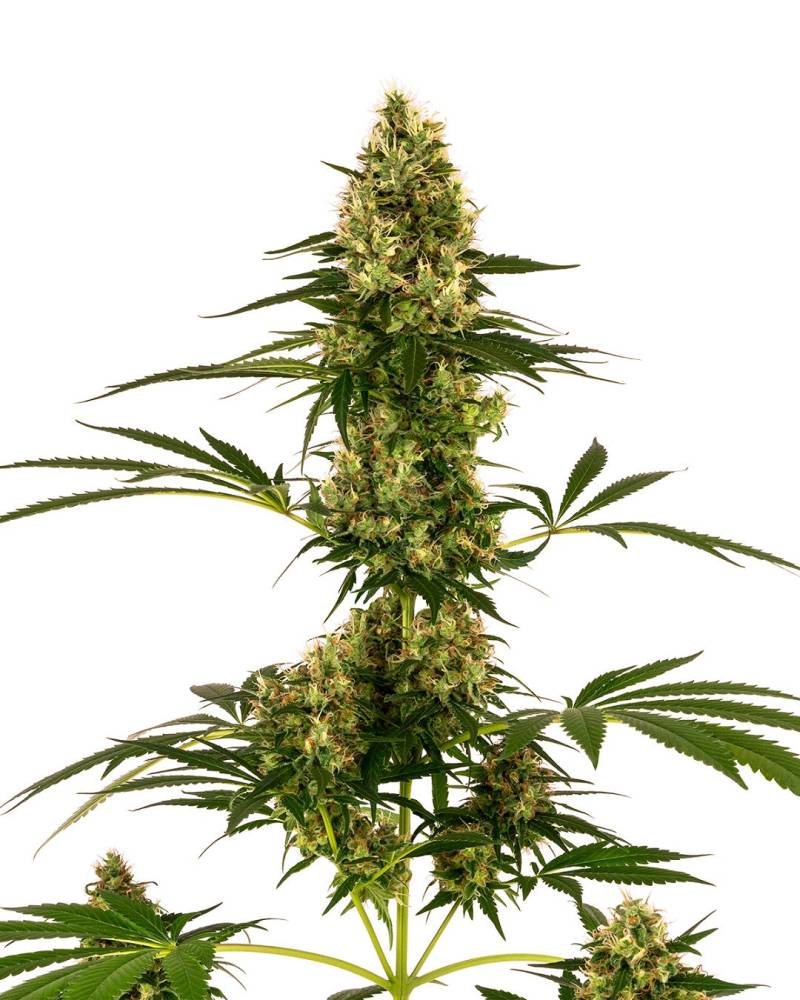 Blue Bullet von Sensi Seed Bank