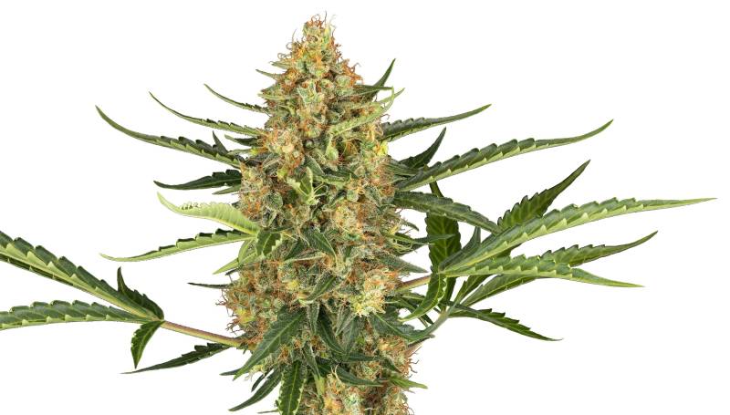 Blueberry Bubblegum von Sensi Seed Bank