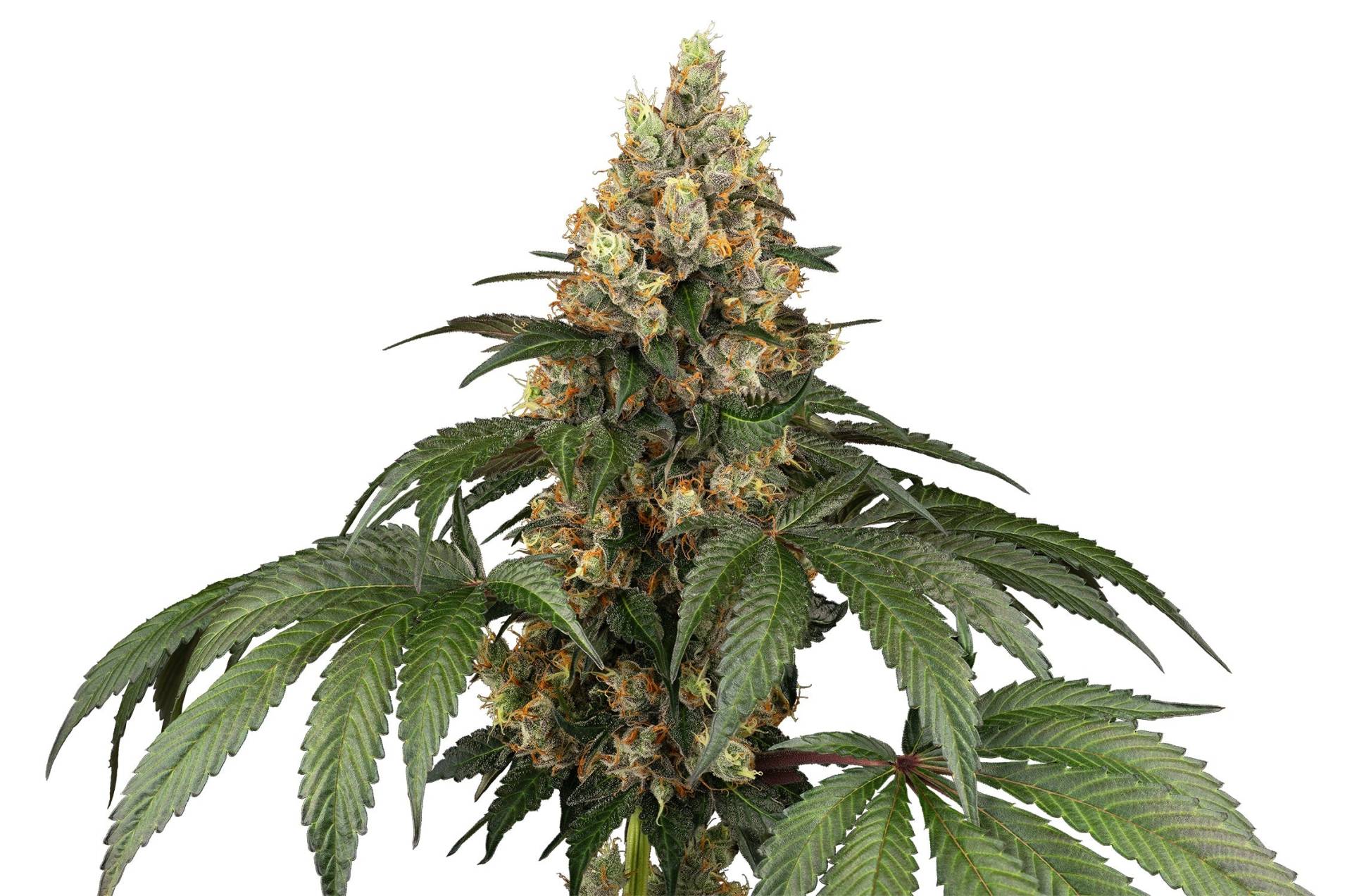 Chocolate Rainbow XXL Chocolate Rainbow XXL von Sensi Seed Bank