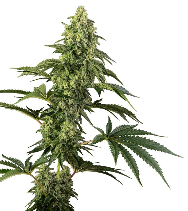Cosmic Kiss von Sensi Seed Bank