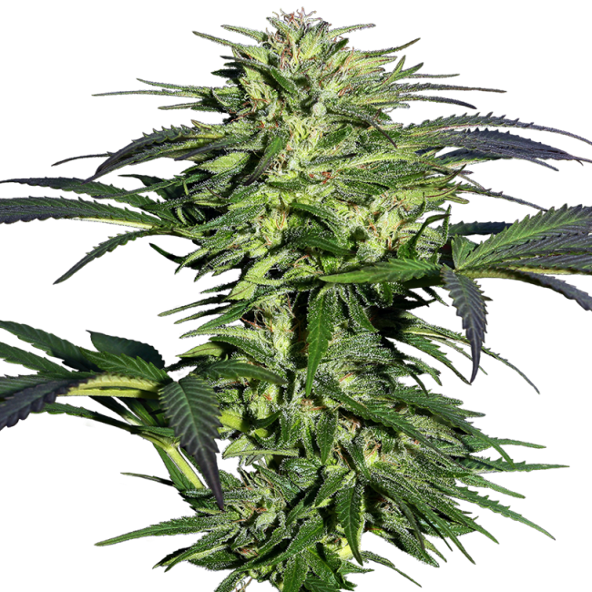 Durban 1,5 L (1 Stk) (Sensi Seeds) von Sensi Seed Bank