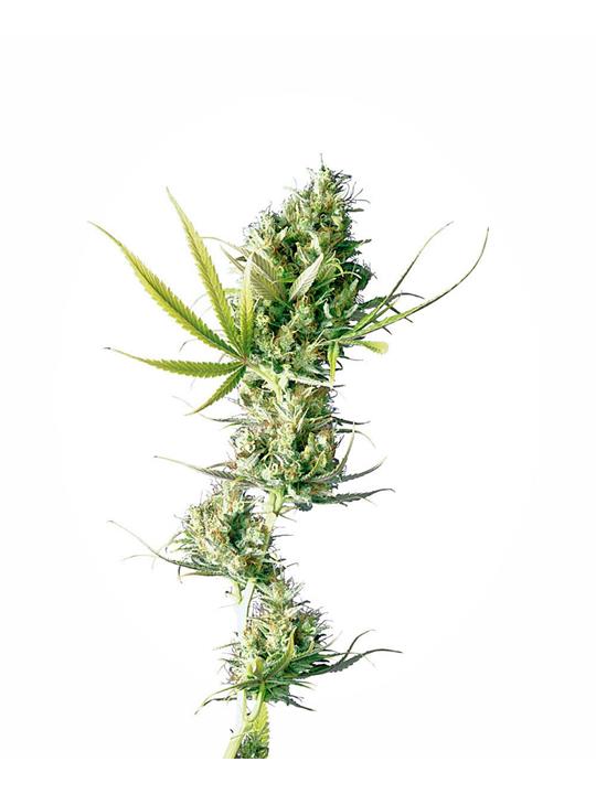 Durban von Sensi Seed Bank