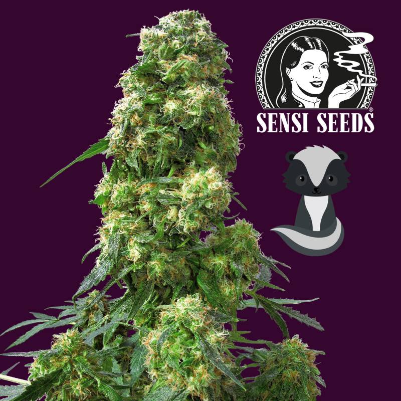 Early Skunk 1,5 L (1 Stk) von Sensi Seed Bank