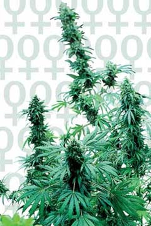 Early Skunk von Sensi Seed Bank