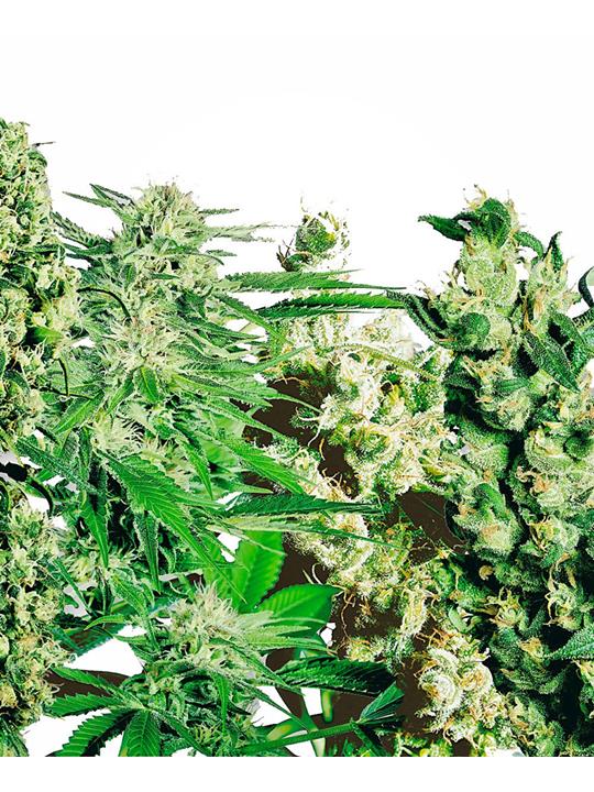 Feminized Mix Sensi Seed von Sensi Seed Bank