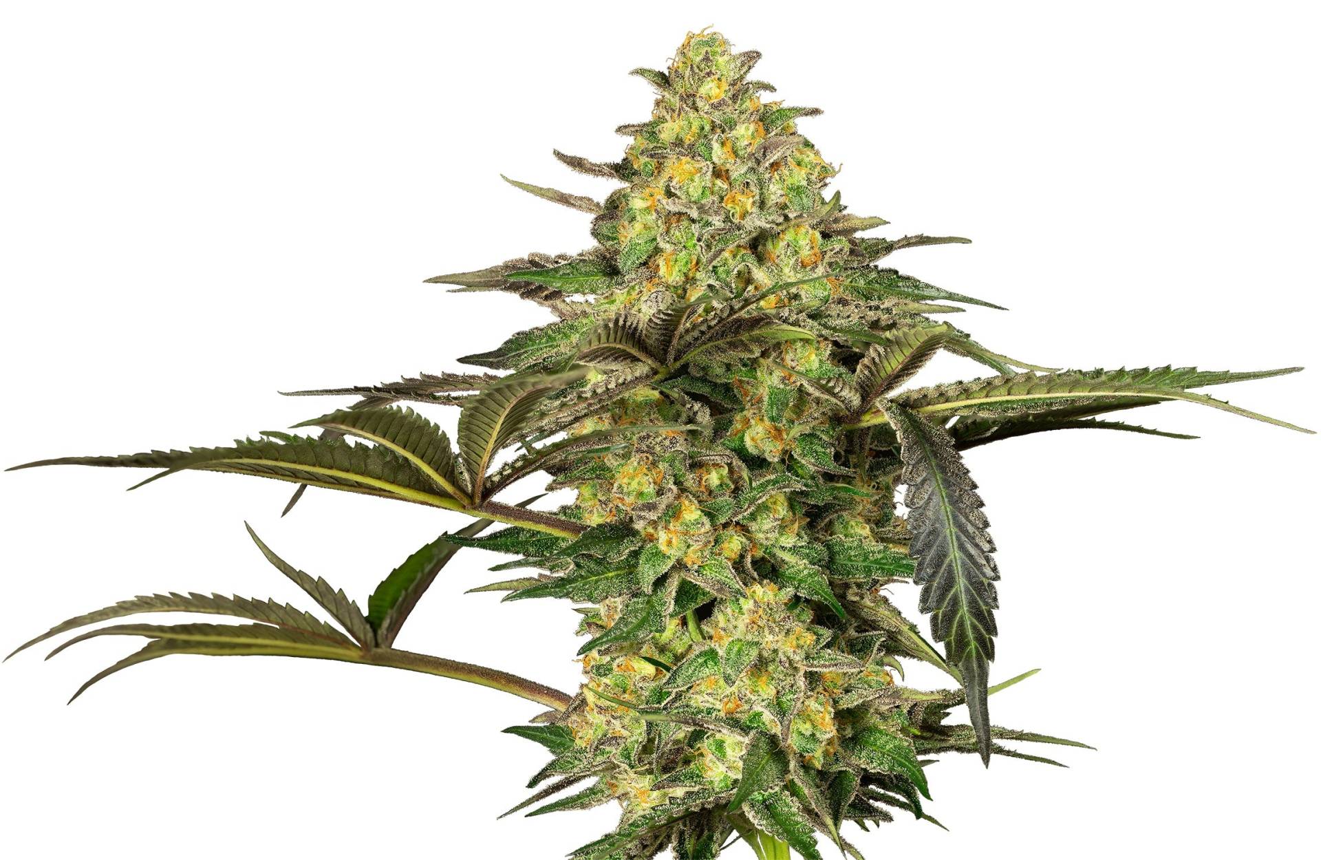 Grapevine Candy Grapevine Candy von Sensi Seed Bank