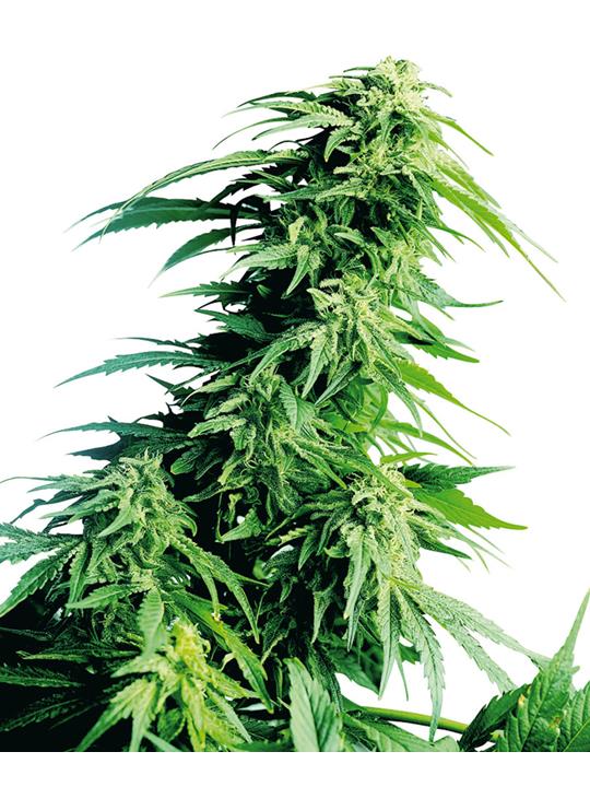 Hindu Kush von Sensi Seed Bank