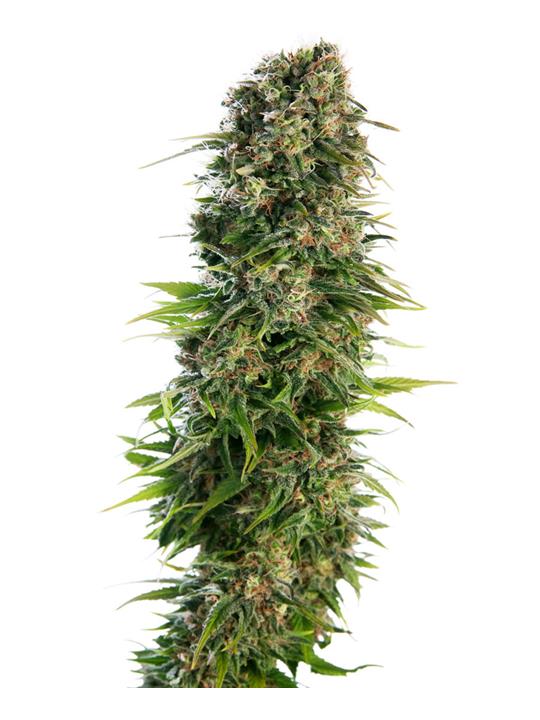 Hindu Kush von Sensi Seed Bank