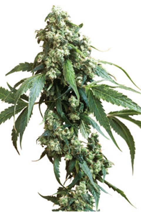 Jack Flash #5 von Sensi Seed Bank