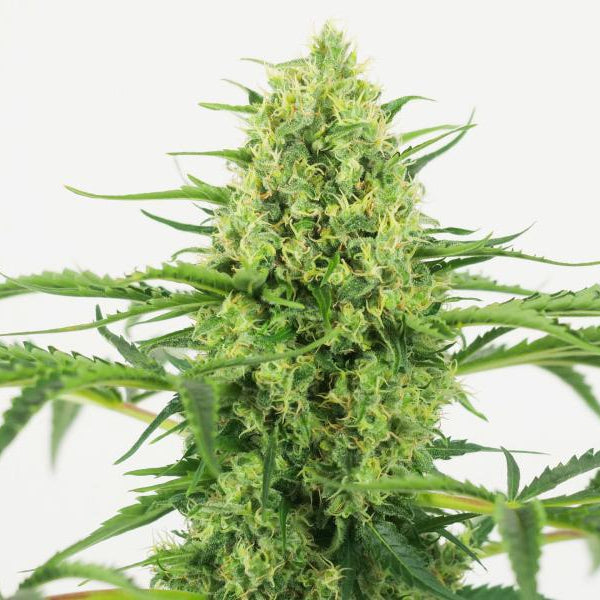 Jamaican Pearl 1,5 L (1 Stk) (Sensi Seeds) von Sensi Seed Bank