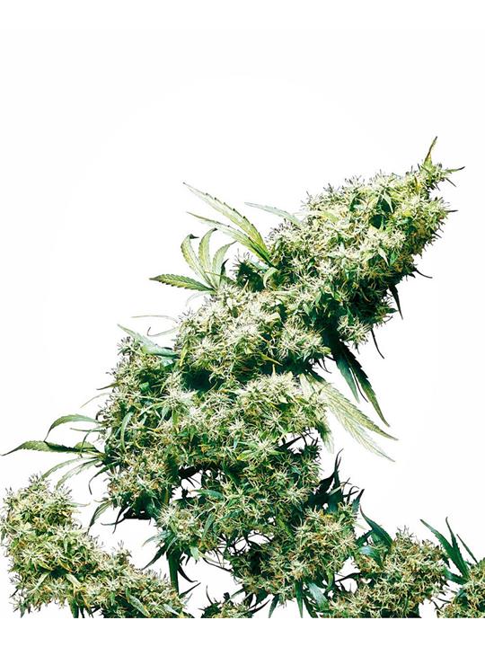 Jamaican Pearl von Sensi Seed Bank