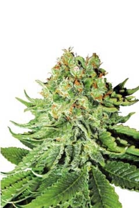 Northern Lights von Sensi Seed Bank