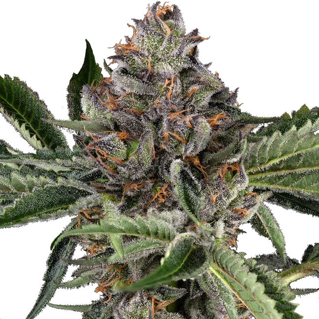 Papaya Jealousy von Sensi Seed Bank