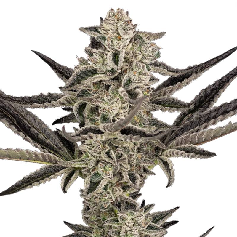 Purple Pickle von Sensi Seed Bank
